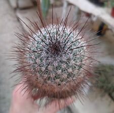 Mammillaria krasuckae. rare usato  Civitanova Marche