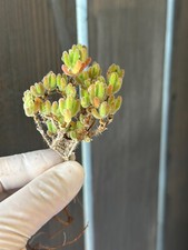 448 pflanzen sukkulenten gebraucht kaufen  Bad Wimpfen