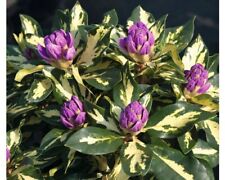 Rhododendron molten gold for sale  CRANBROOK