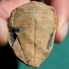 Enigmatic fossil antique d'occasion  Expédié en Belgium
