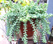 s tail plant donkey for sale s tail plant donkey for sale San Marino
