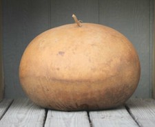 Bushel gourd seeds for sale  Russell
