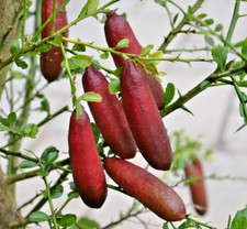 finger lime tree for sale finger lime tree for sale Plant City