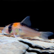 Adolfoi corydoras tank for sale  San Diego