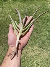 Aloe vera small for sale  Phoenix
