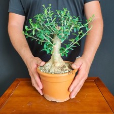 Pre bonsai shoin usato  San Pancrazio Salentino