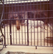 Vintage color photo for sale  Wylie
