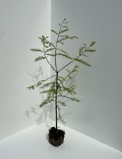 Swamp cypress tree for sale  CHORLEY