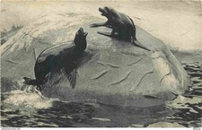 Animaux parc zoologique d'occasion  Fruges