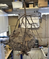 Wasp nest hornets for sale  Kokomo