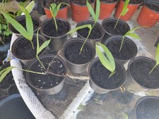 King palm tree for sale King palm tree for sale  Bokeelia
