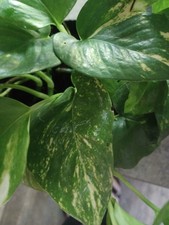 Golden pothos rooted for sale  West Warwick
