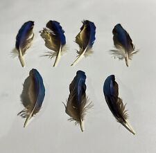 Joblot genuine parrot for sale  UK