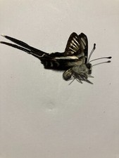 Inseto/borboleta/mariposa secos reais não conjunto B2425 Lamproptera curius/meges comprar usado  Enviando para Brazil