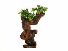 Anubias jungle tree for sale  Shipping to Ireland