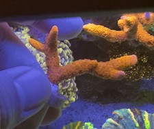 Red montipora digitata for sale  ORPINGTON