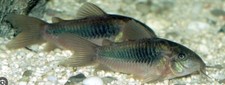 Aeneus cory catfish for sale  Royse City