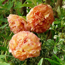 Semi peonia arancio usato  Trappeto