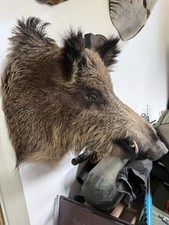 New wild boar for sale  SOLIHULL