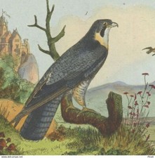 Ornithology bird peregrine d'occasion  Expédié en Belgium