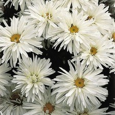 Chrysanthemum leucanthemum sup for sale  GLOUCESTER