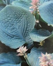Hosta true blue for sale  WIGTON