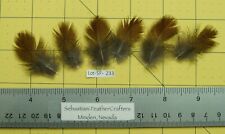 Six 1.5 rust for sale  Minden