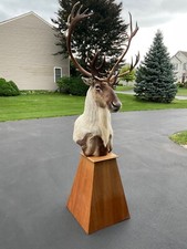Caribou pedestal mount for sale  Chittenango