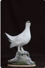 Rare perfect bird d'occasion  Aire-sur-l'Adour