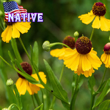 Autumn sneezeweed live for sale  Manville