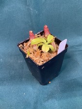 Nepenthes maxima harryana for sale  Flowery Branch