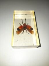 Taxidermy real bugs for sale  BIRMINGHAM