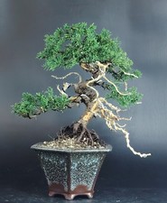 bonsai juniperus usato bonsai juniperus usato Cison di Valmarino