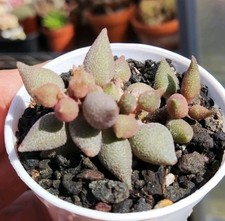 Adromischus coffee bean for sale  BARNSLEY