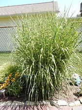 Miscanthus zebra maiden for sale  Silver Spring