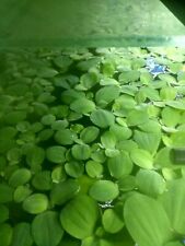 Water lettuce dwarf for sale  STOKE-ON-TRENT