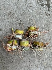 Sugarcane cutting sweet for sale  Baldwin Park