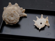 Fossilien korallen seeigel gebraucht kaufen  Heidenheim an der Brenz