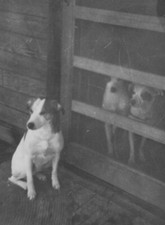 1950s cute pet for sale  Mission