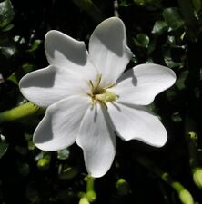 Gardenia thunbergia flowering for sale  STOKE-ON-TRENT