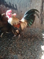 Black breasted golden for sale  New Bedford