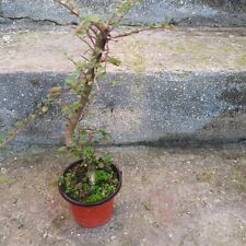 Cotoneaster petites feuilles d'occasion  France