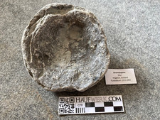 Kleine stromatopora gotland gebraucht kaufen  Seevetal