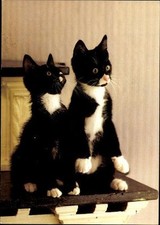 Alte hauskatzen ansichten gebraucht kaufen  Berlin