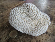 dead coral for sale dead coral for sale HEREFORD