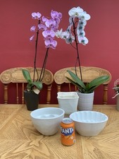 Antique victorian ceramic for sale  TIVERTON