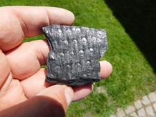 Pflanzenfossilien sigillaria e gebraucht kaufen  Limbach-Oberfrohna