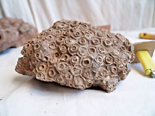 Bloc corail hexagonaria d'occasion  Salon-de-Provence