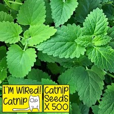 Catnip seeds nepeta for sale  THAME