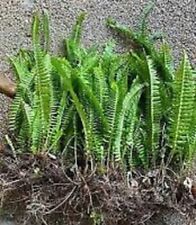 Boston ferns bare for sale  Zellwood